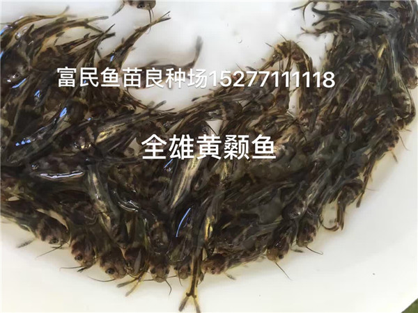 全雄黃顙魚